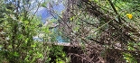 Plants: image 19 Of 208 Thumb